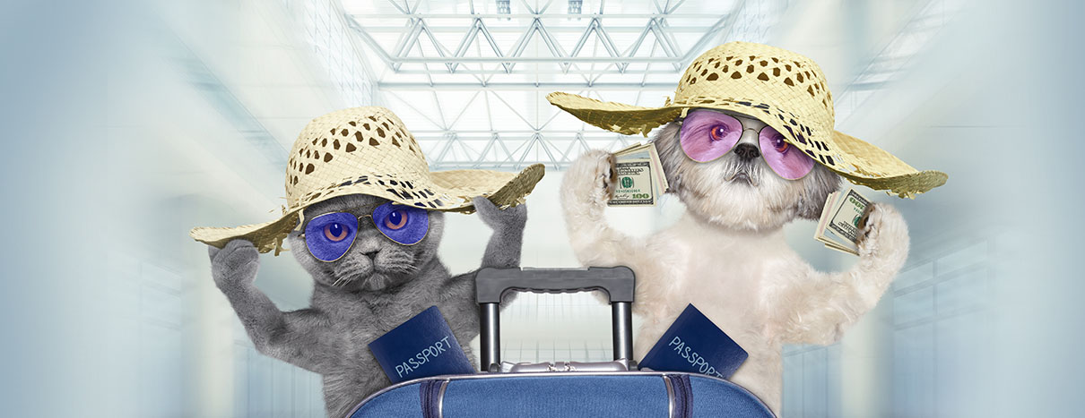 travel with pets, travel with pet, how to prepare my pet for flights, guide on flying with pet