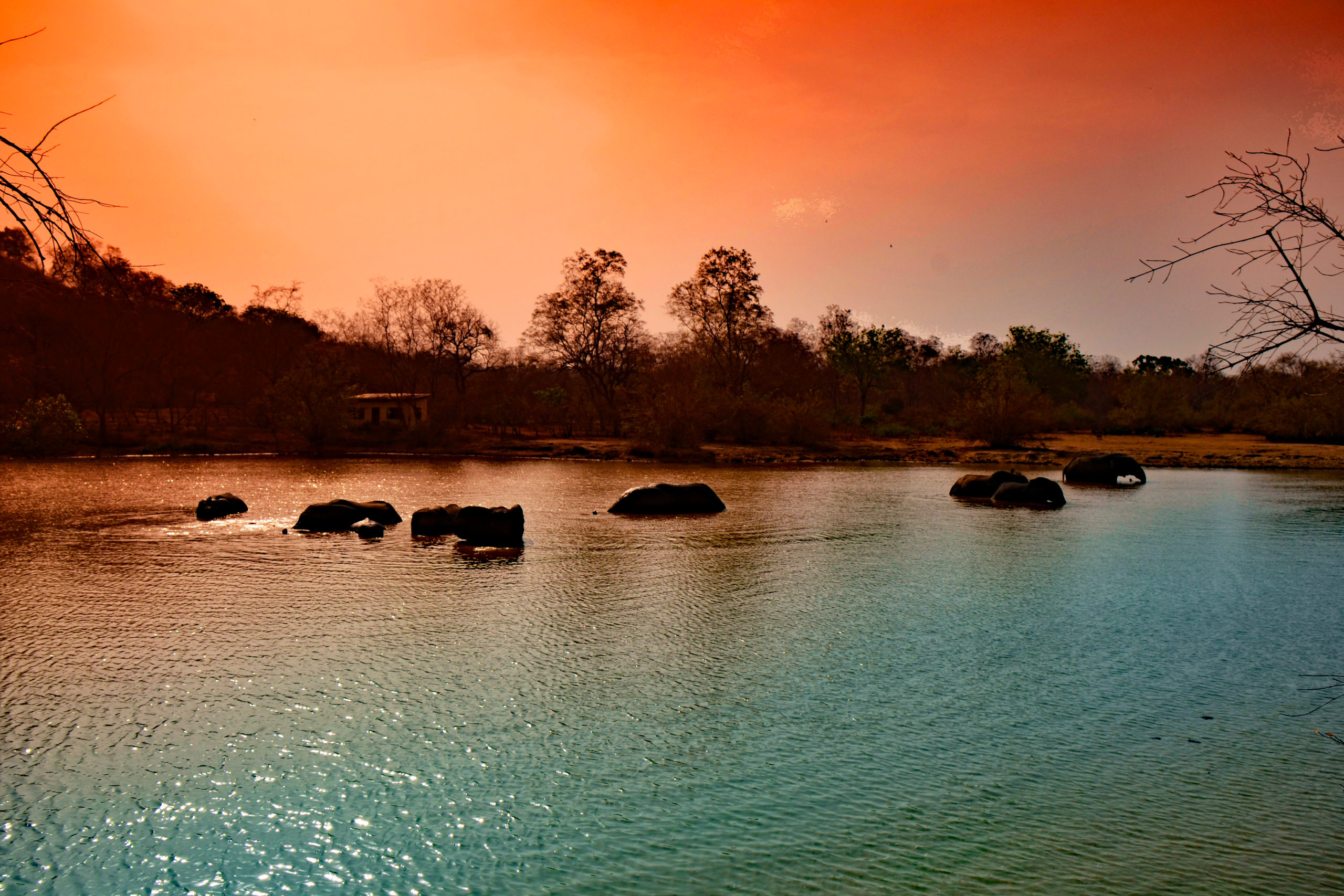 Africa Safari Vacations