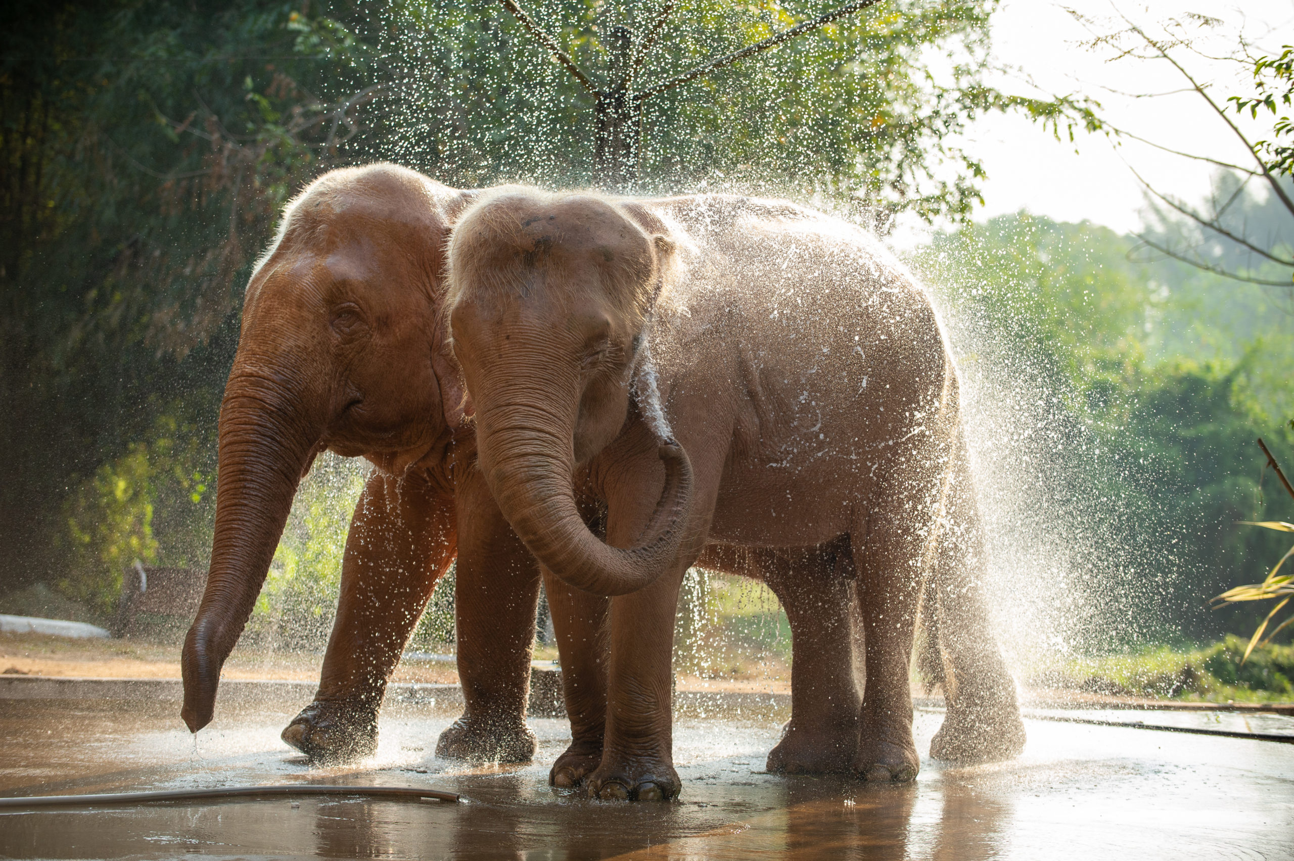 Africa Safari Vacations