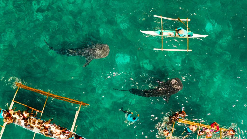 Fly to the Philippines to enjoy fun activities like whaleshark watching