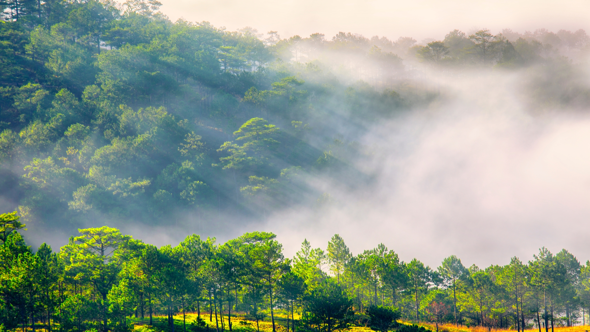 Da Lat Pine Forest in Vietnam