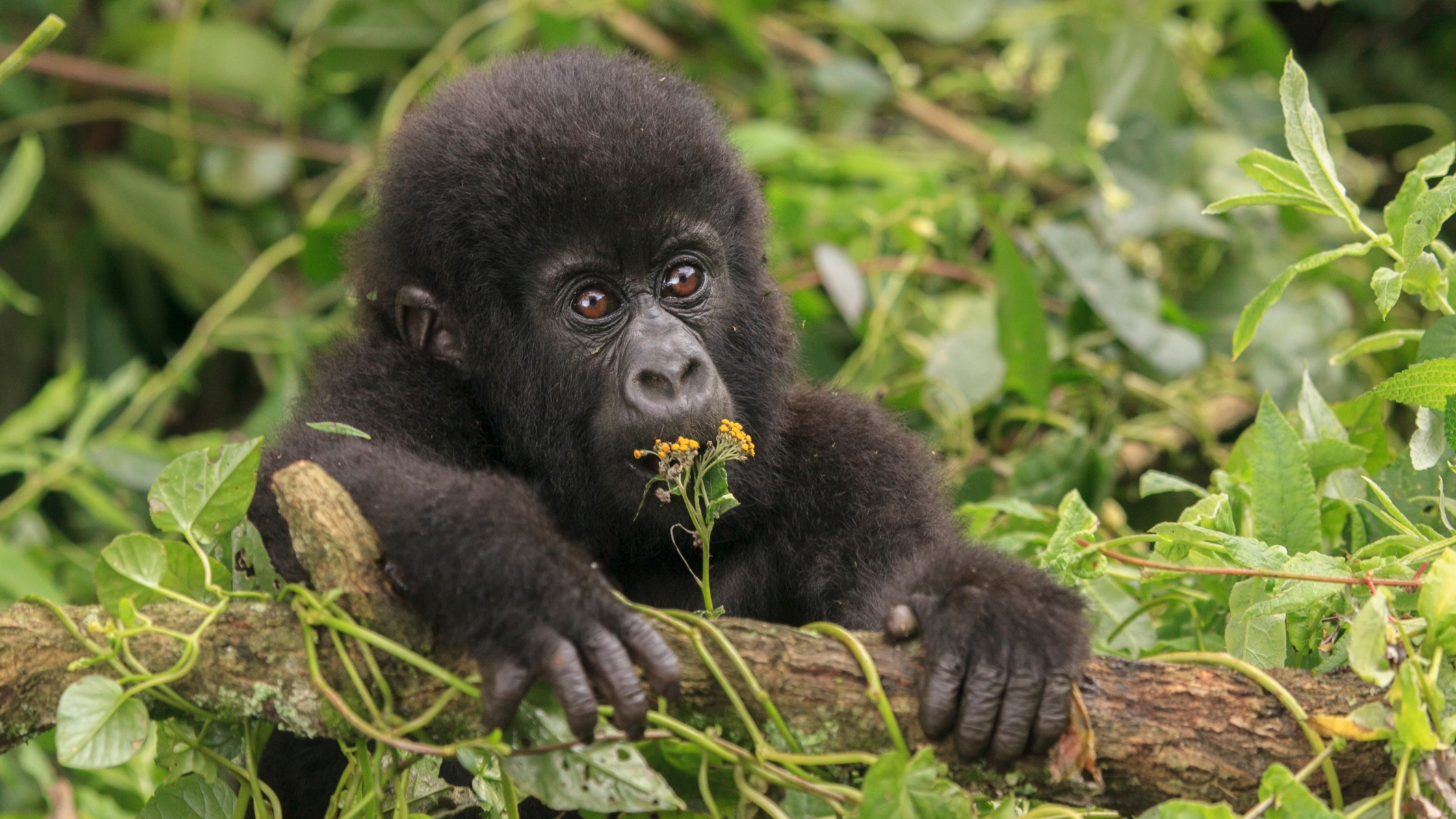 Visit Rwanda to see gorillas like this cute baby gorilla