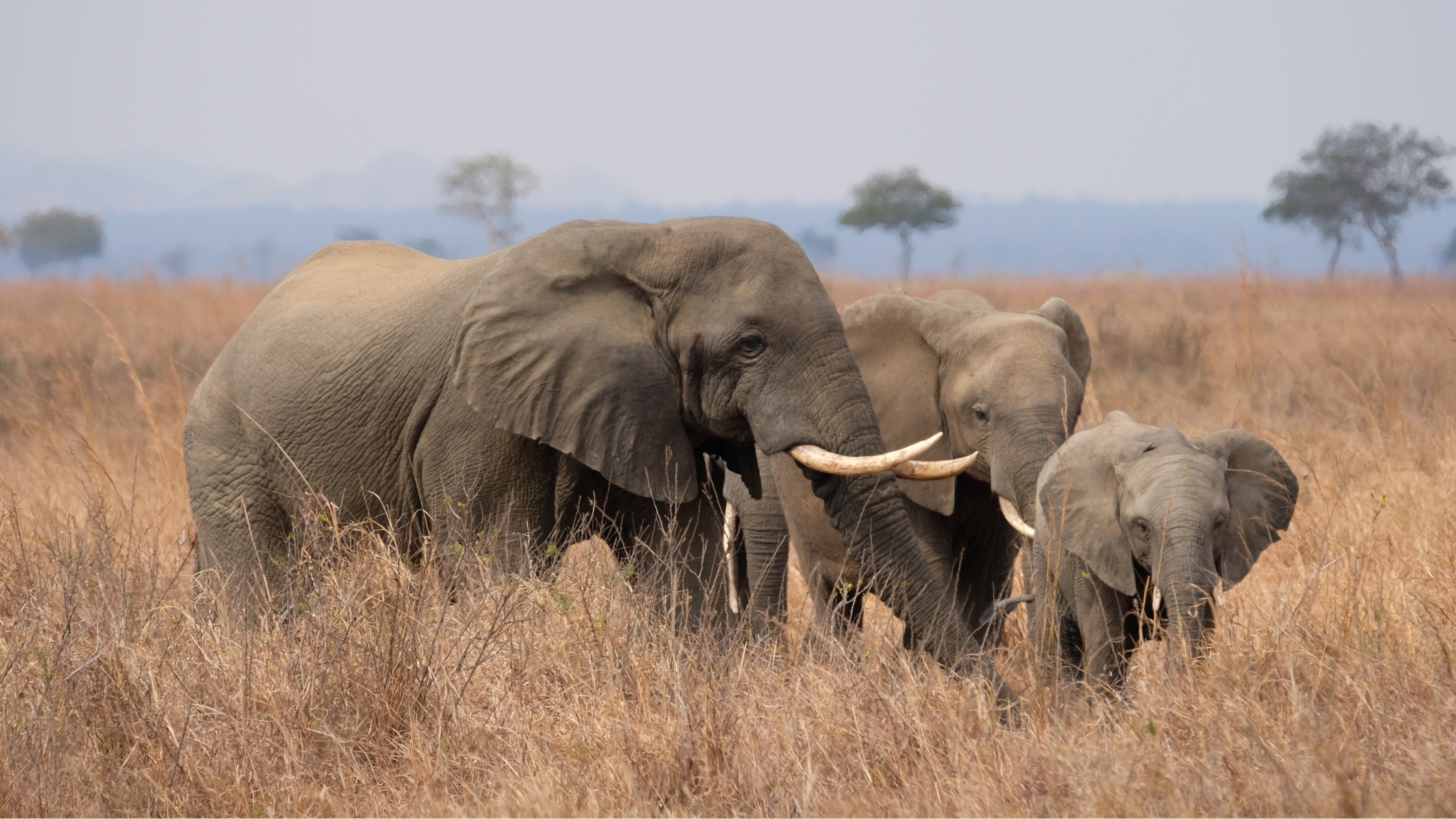 Travel to Tanzania and spot elephants in Mukumi National Park