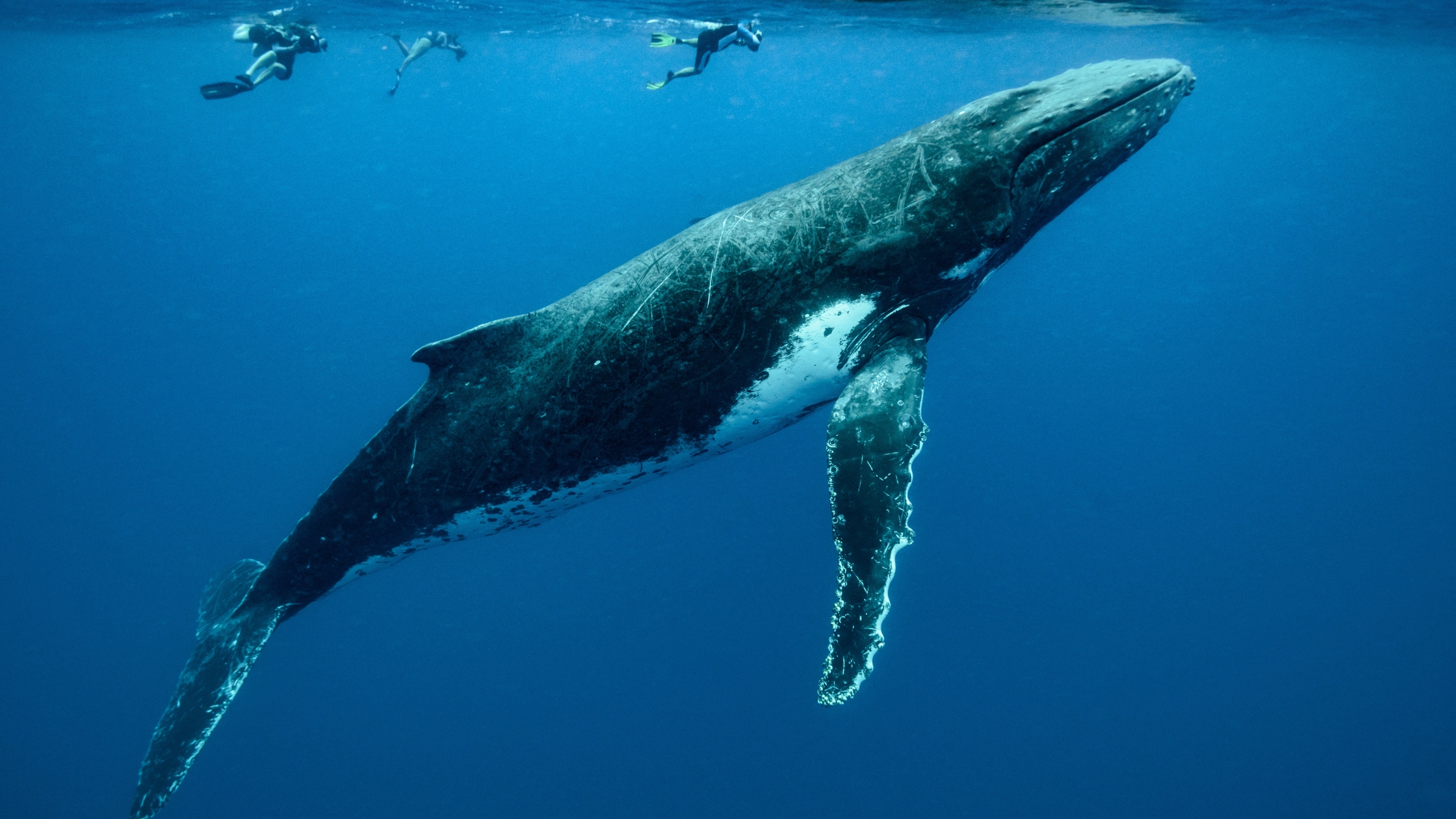 Swim with humpback whales in Tonga