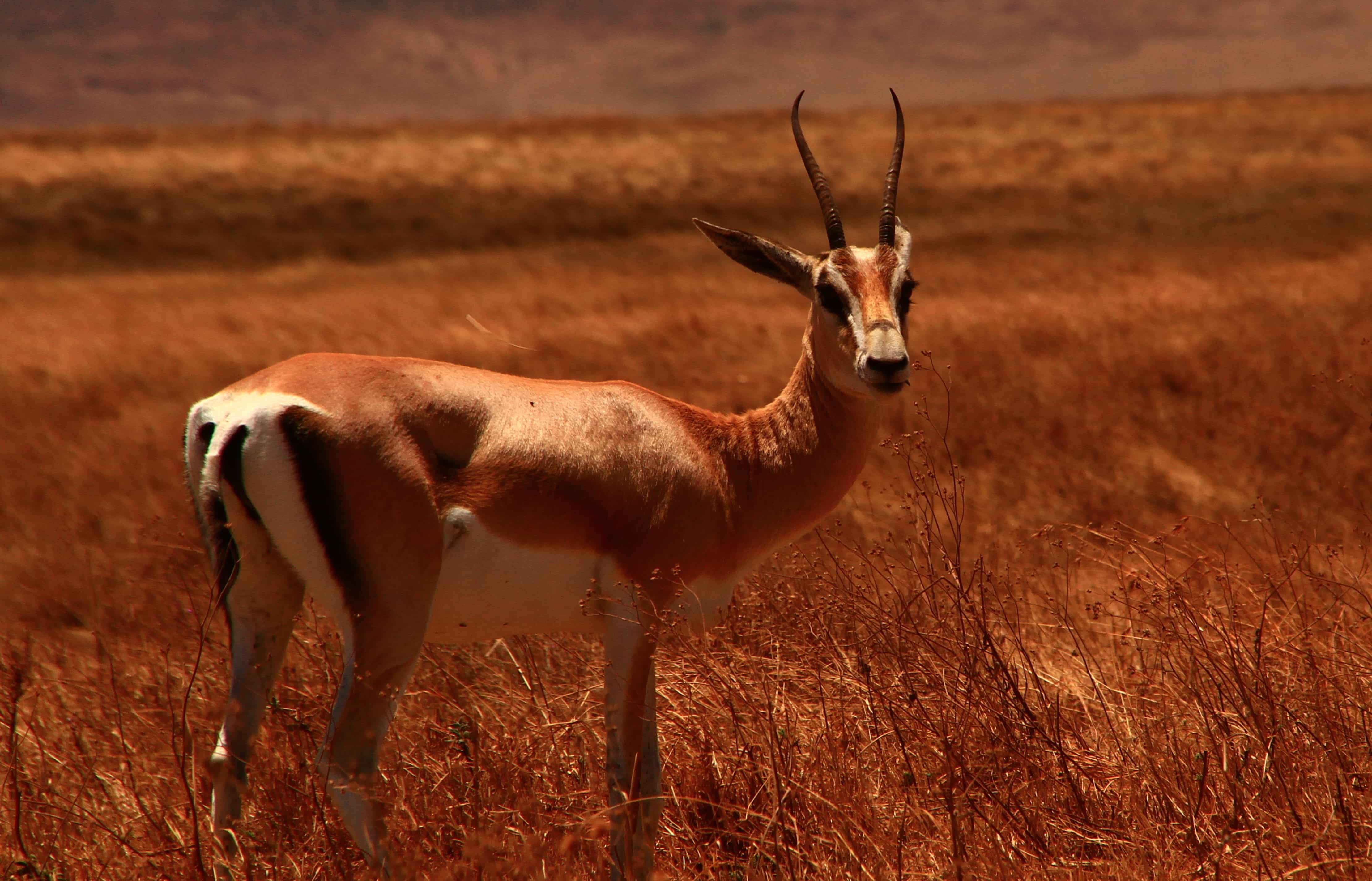 Spot beautiful wildlife in Serengeti National Park