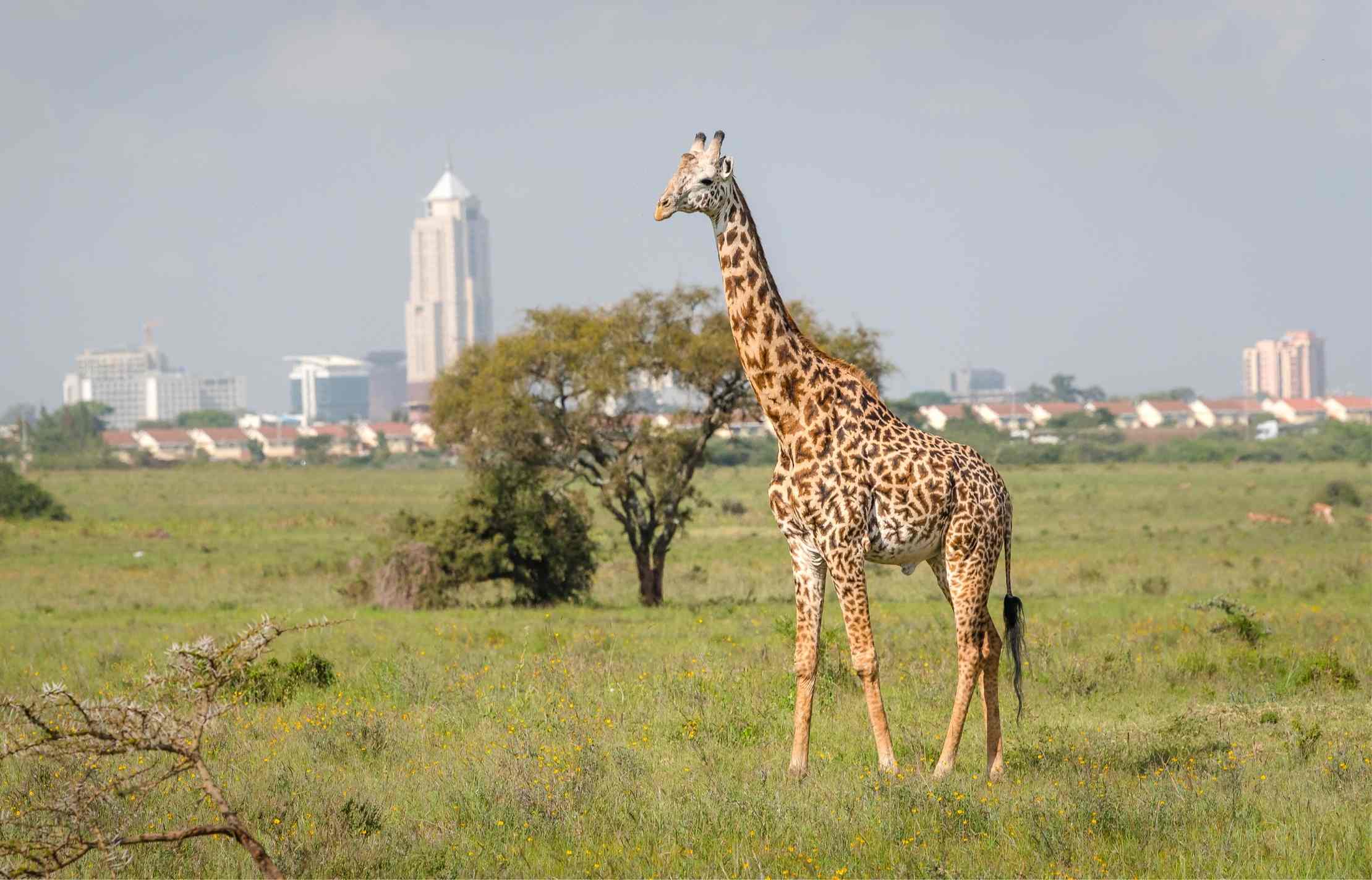 You don't have to travel far to see wildlife. Nairobi National Park is just 4 miles away from the capital, Nairobi.