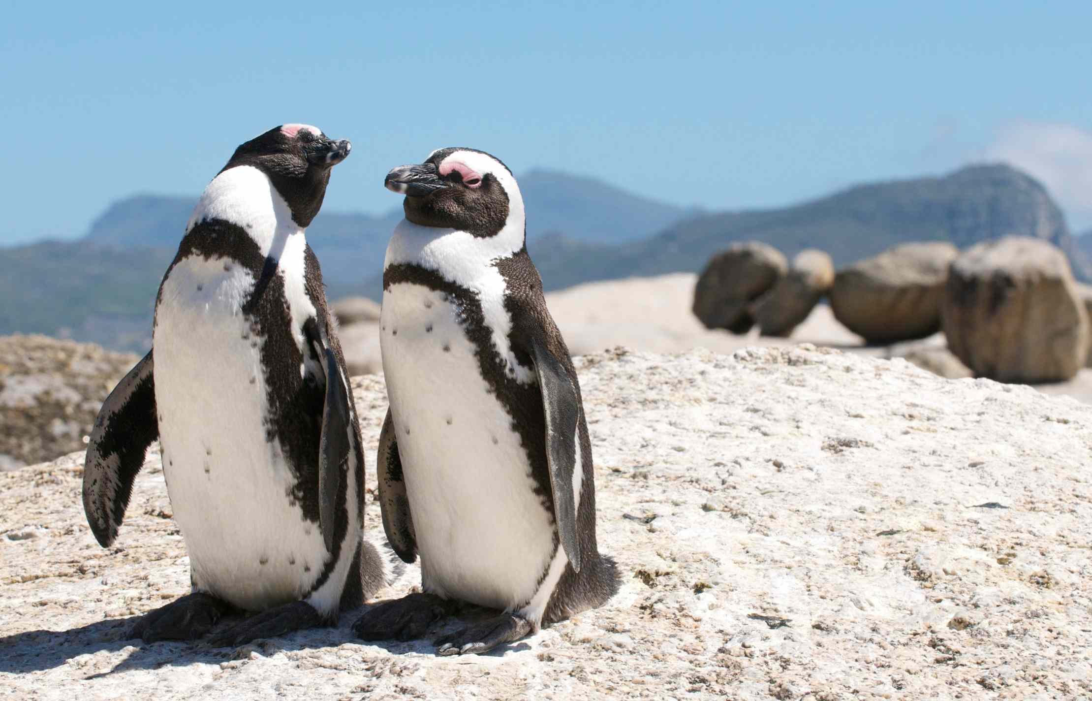 Bolders beach is a short drive away from Cape Town. Go there to see penguins.