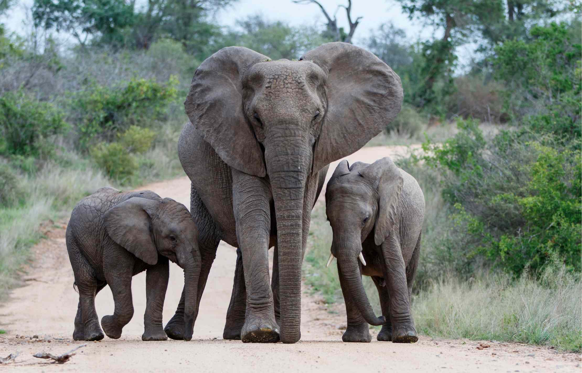 Elephants in Kruger National Park