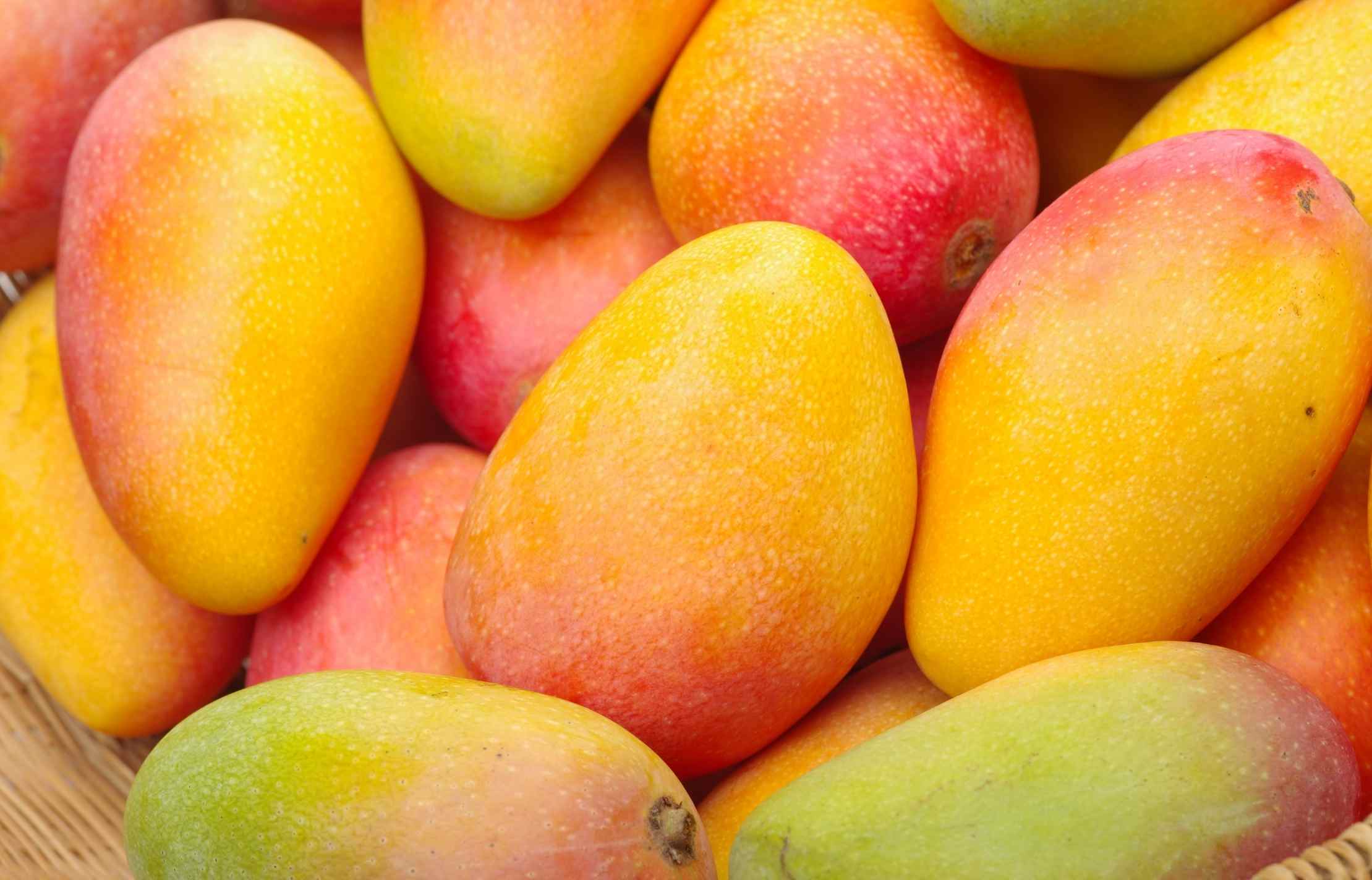 Mangoes: can you bring them into the US?