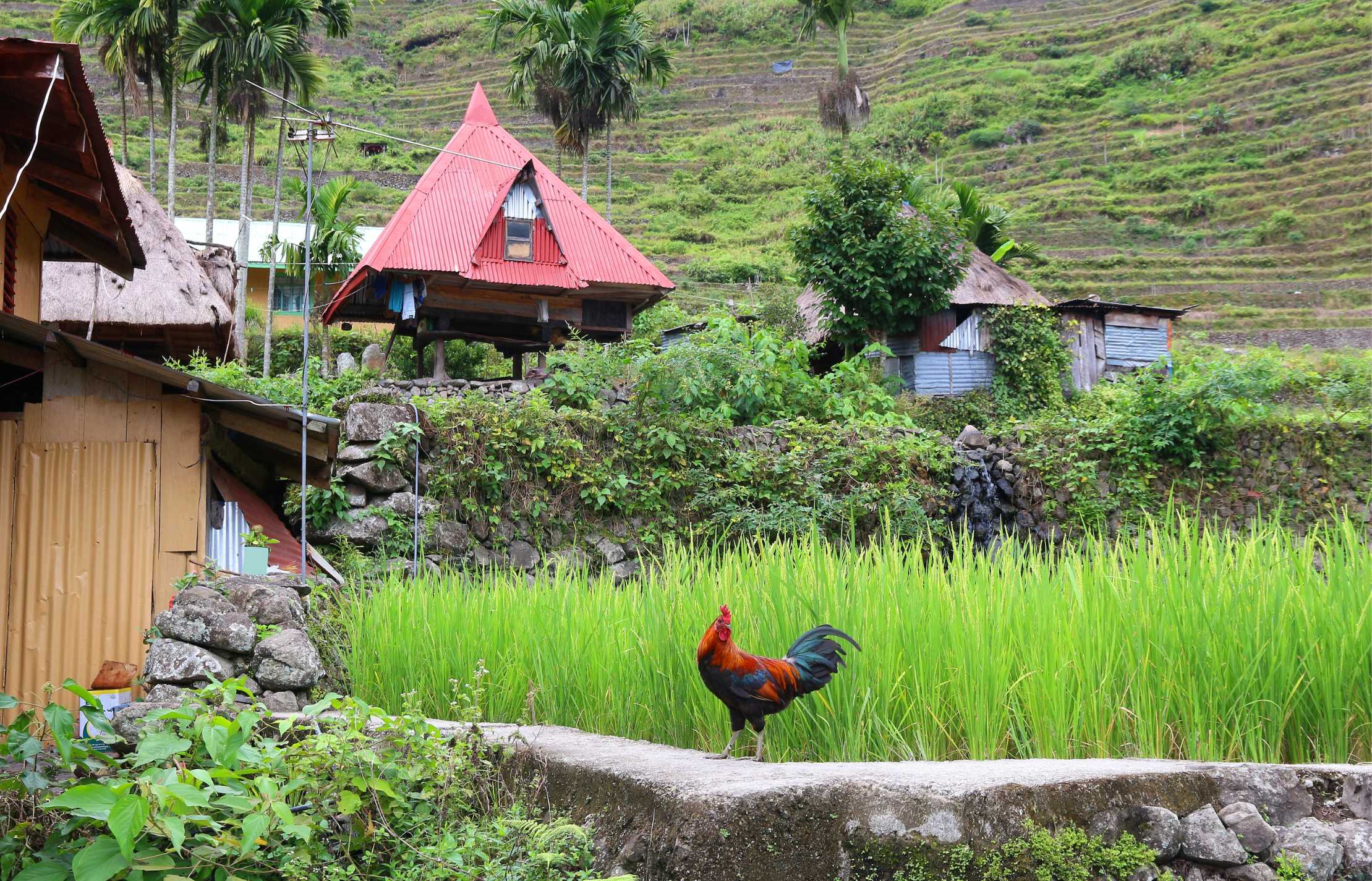 Batad, Philippines. The Philippines countryside is unlike anything back in the US